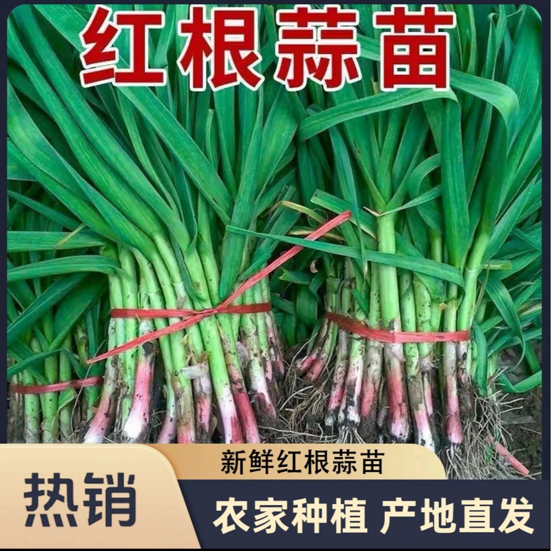 贵州新鲜蒜苗红根大蒜苗农家自种现挖带泥发货