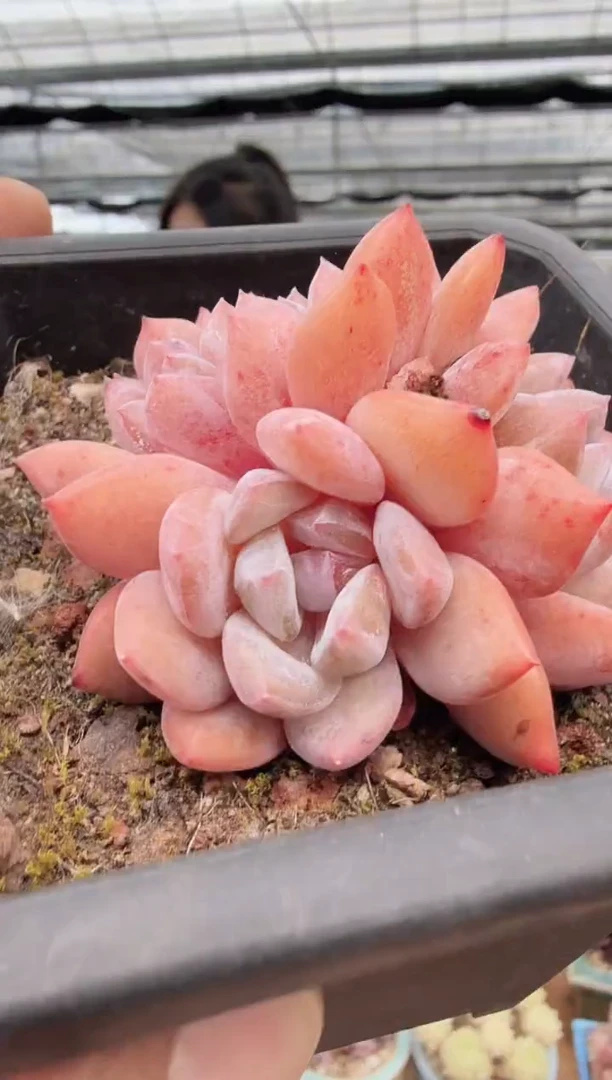 东云多肉园新款-129