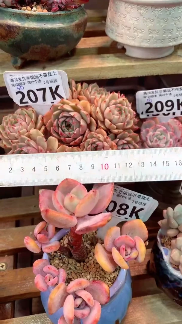 207K（一物一拍，精品多肉，所见即所得 ）