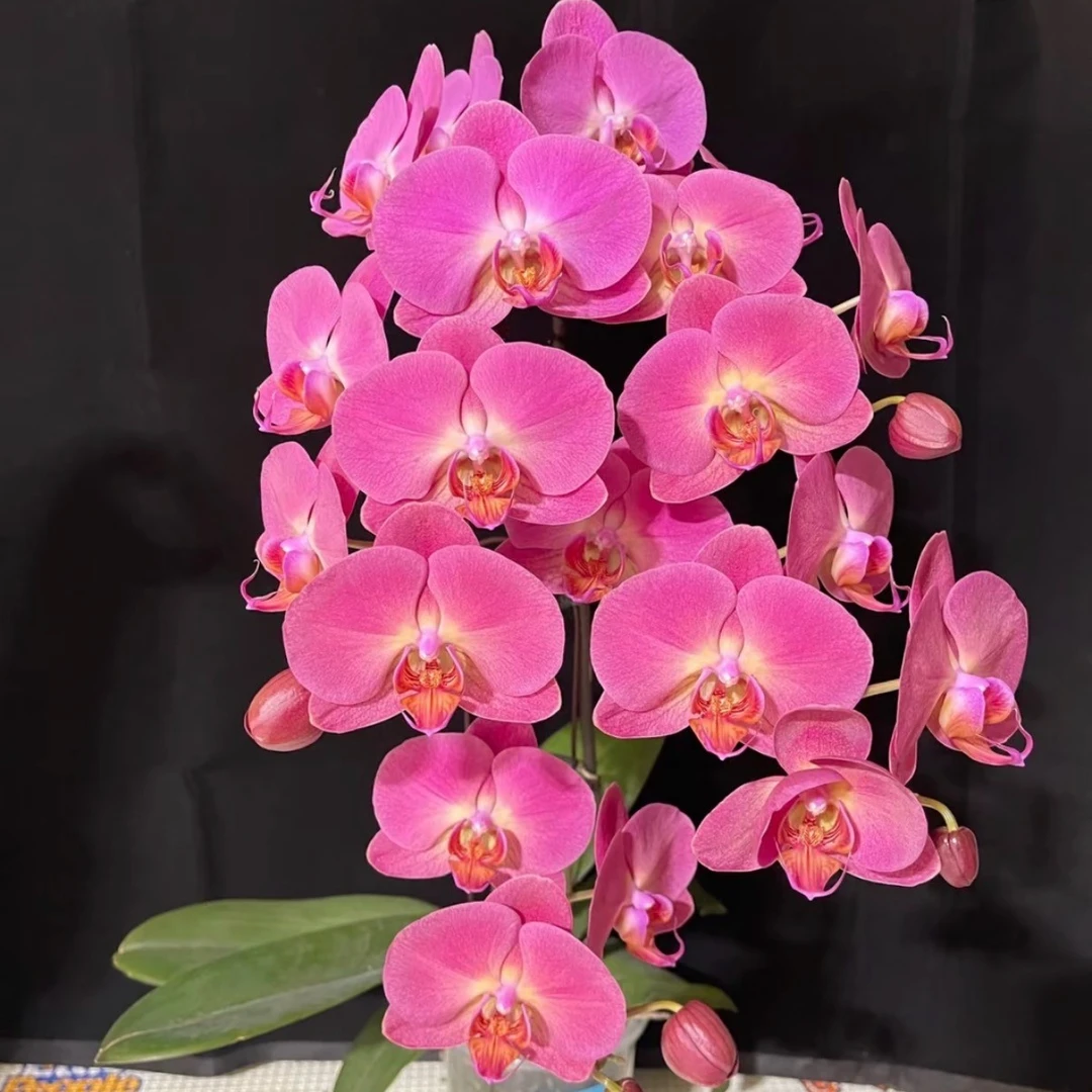 【红苹果】室内花卉蝴蝶兰3.5寸——带花剑