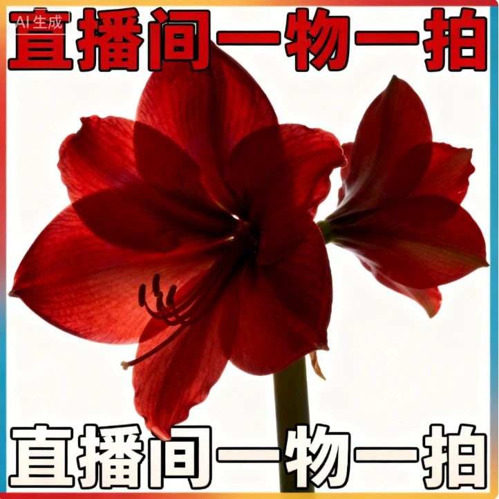 【一物一拍】朱顶红高货大球搞福利都是基地球