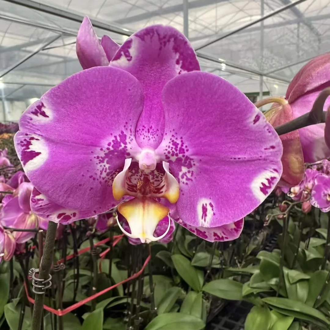 【一小时到家・藏宝图 10花蝴蝶兰组盆】紫色系大花型 好看耐养百搭送人鲜花小时达同城配送