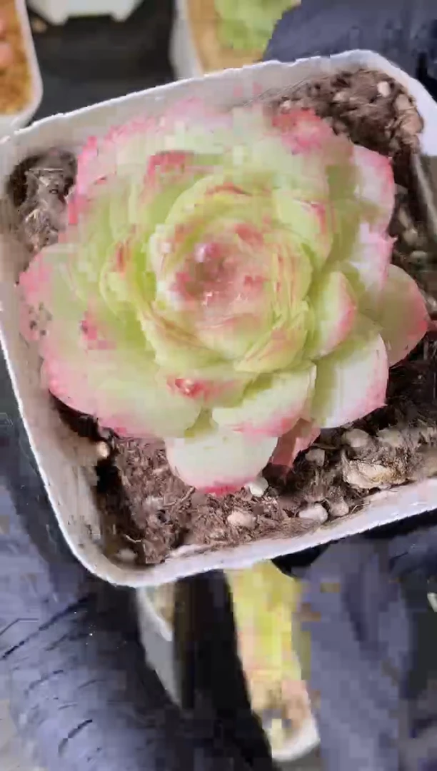 闪购1609  莫奈花园多肉一颗4厘米