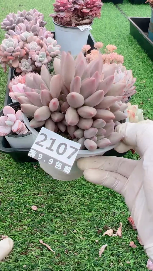 【闪购商品】信福多肉一物一拍