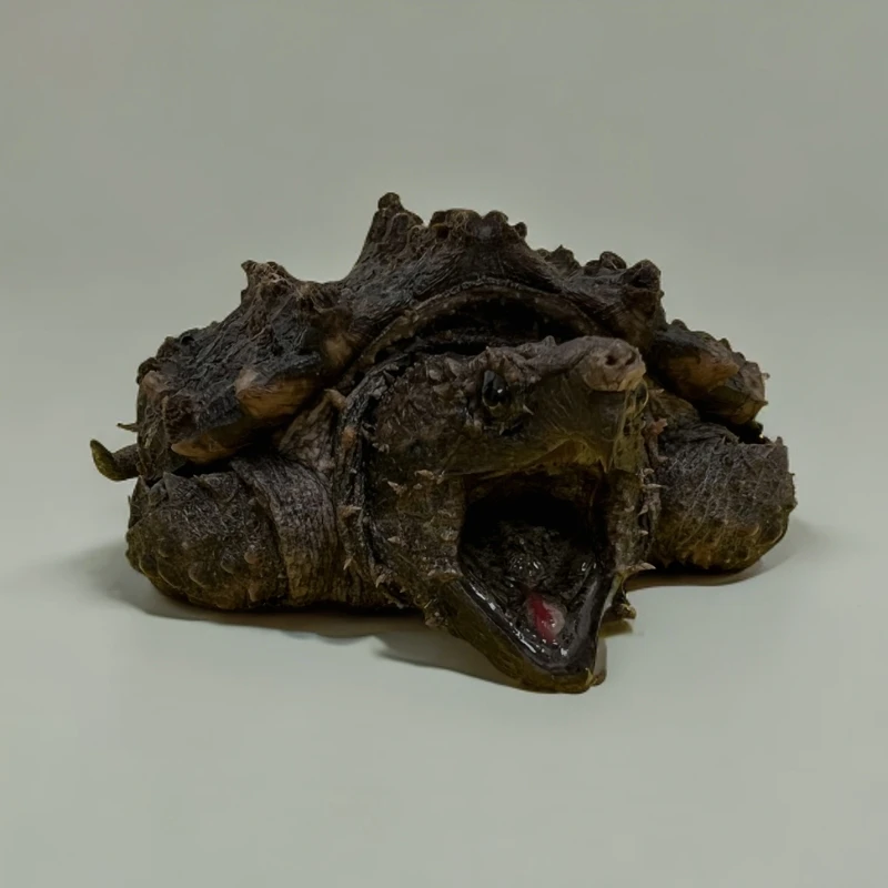 3号链接精品大鳄