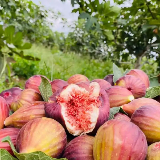云南玛斯义陶芬无花果4斤/箱