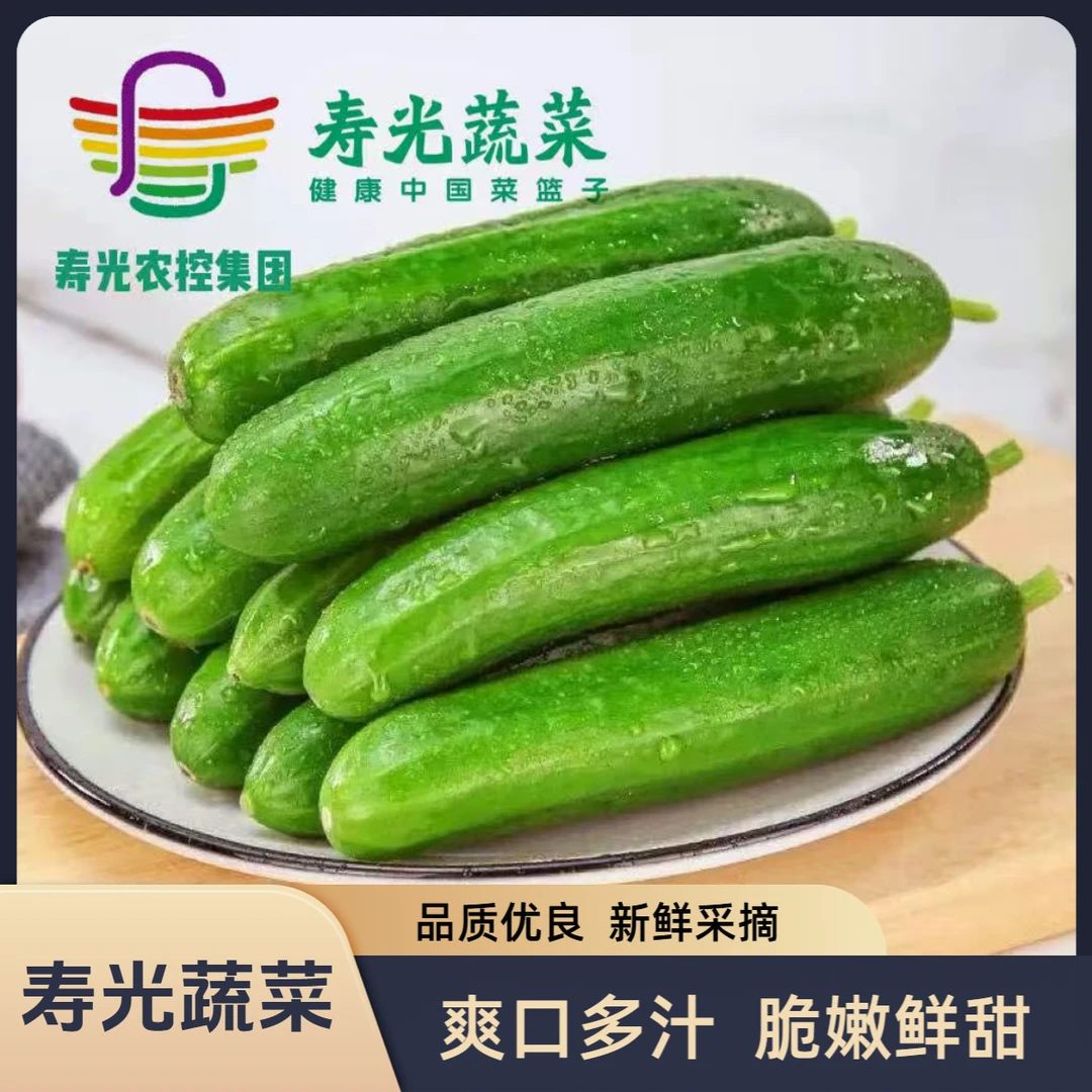 【寿光蔬菜】山东寿光盐碱地口感脆甜水果小黄瓜现摘现发应季蔬菜