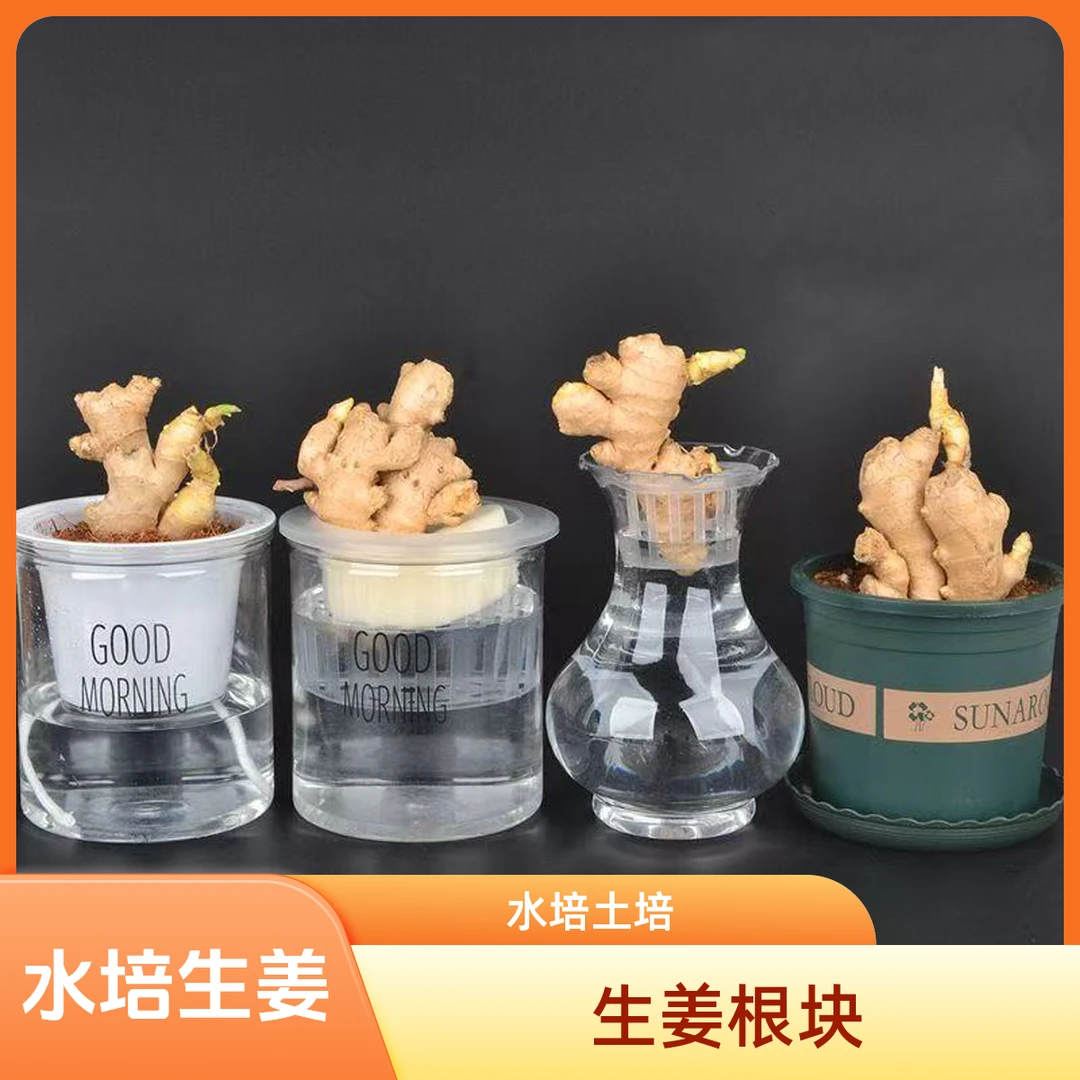 水培禄根生姜根块盆栽幼儿园小学生观察植物观察记录土培水培生姜