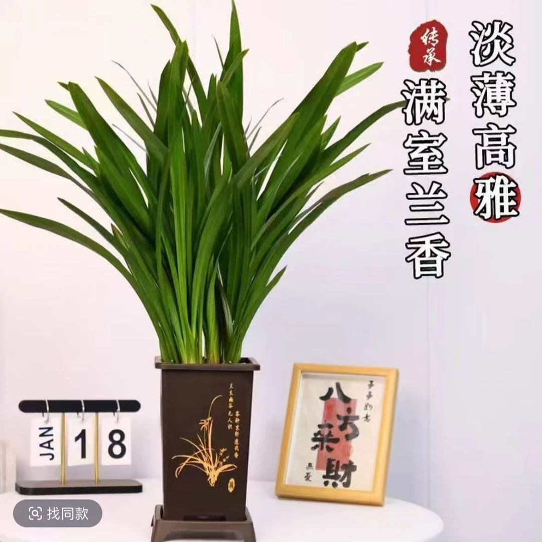 A【8-12】精品墨兰企黑盆栽室内花卉四季常青基地直发