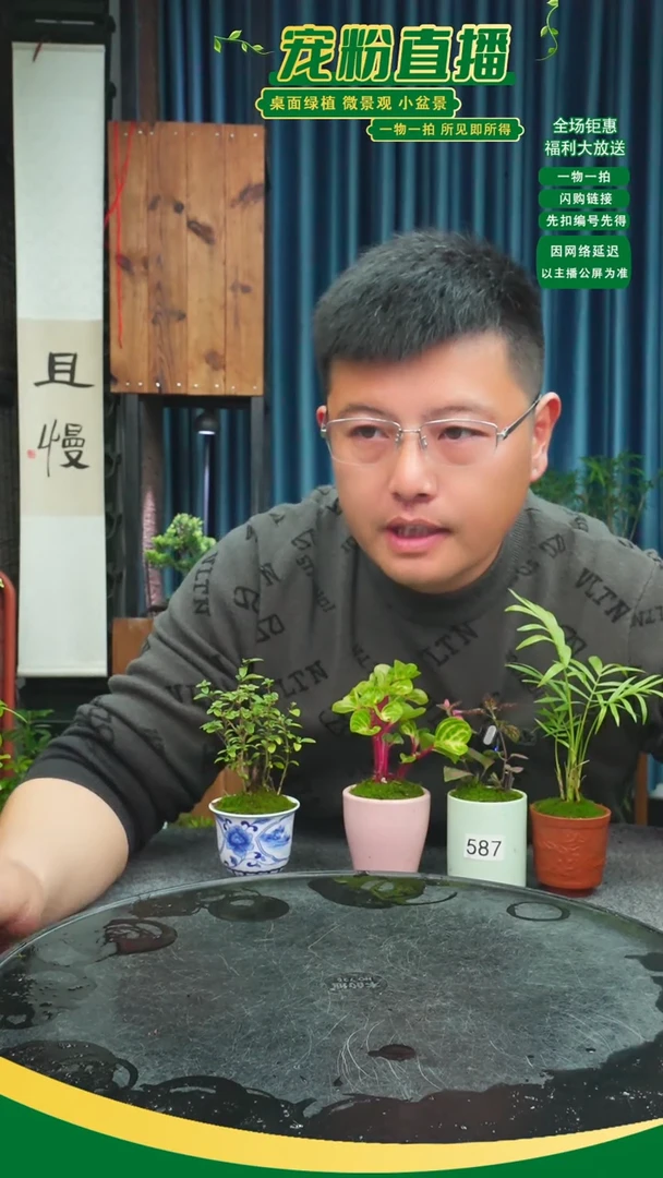 无花朵日**酒苔藓微景观587号
