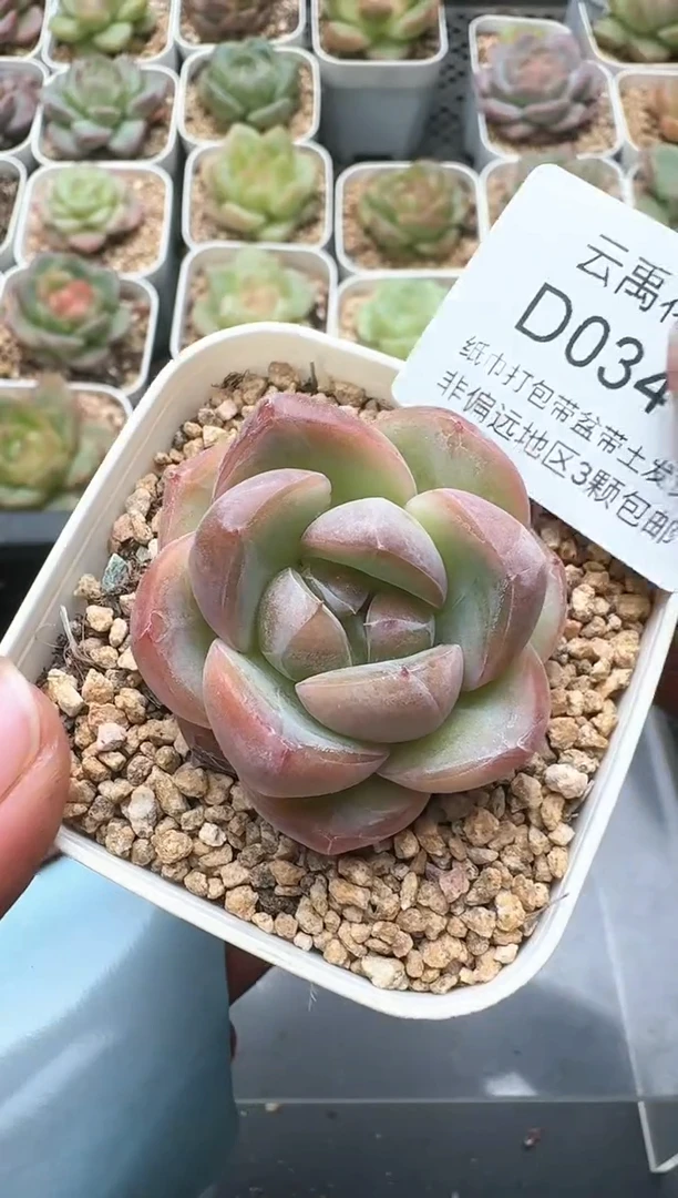341D云禹多肉植物 带盆土纸巾打包 3颗包邮