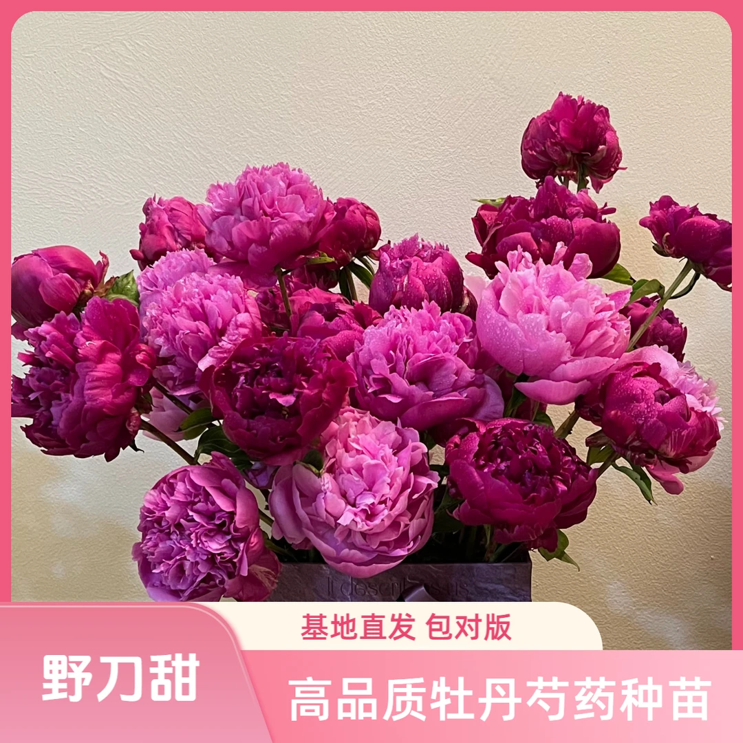 【野刀甜】国产芍药种苗 | 基地直发 | 家庭园艺 | 包对版