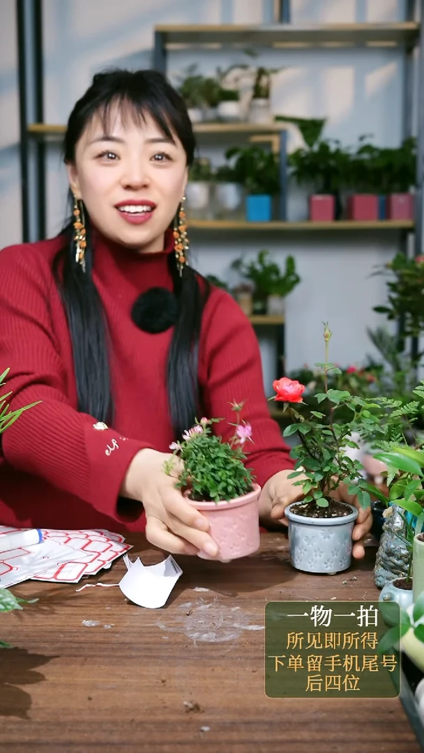 【闪购商品】114--8837粉姬乙女