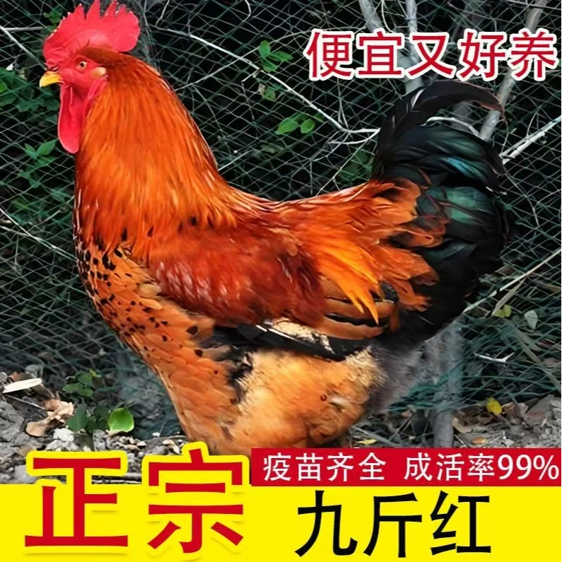 【顺丰包邮】正宗九斤红土鸡宠物鸡55只养殖7天公母可选备注下单