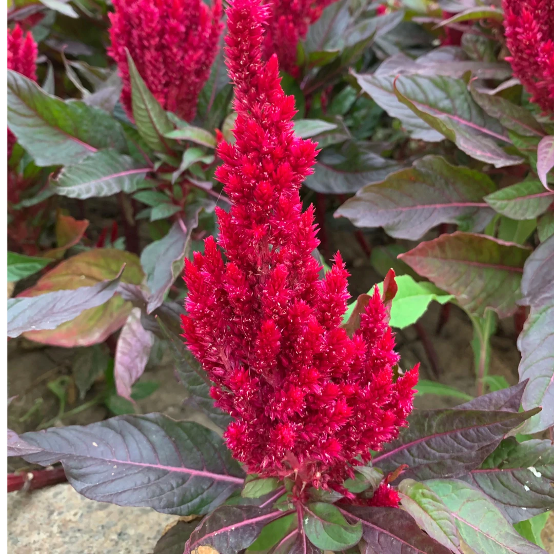 鸡冠花盆栽成品带花凤尾花阳台庭院花园工程节日摆花喜庆耐晒耐热