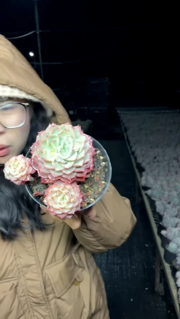 【闪购商品】28-三头起青鸾6.8