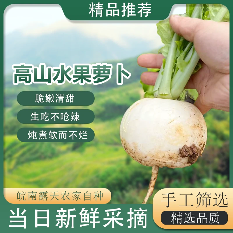 【春不老圆萝卜】农家自种新鲜现拔圆萝卜可生吃应季蔬菜