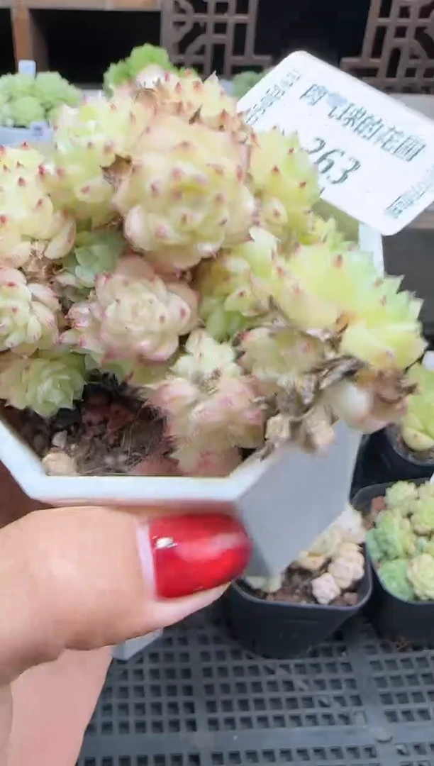 1105-263麦秆群不包整哦