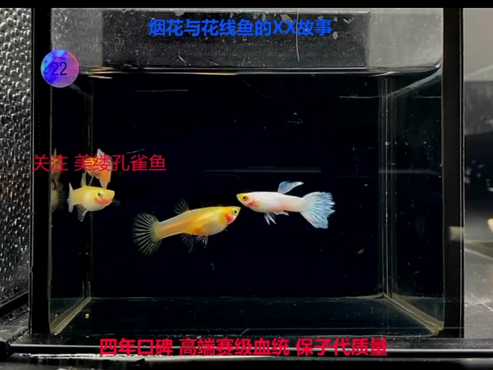 孔雀鱼糖果精品体验22对