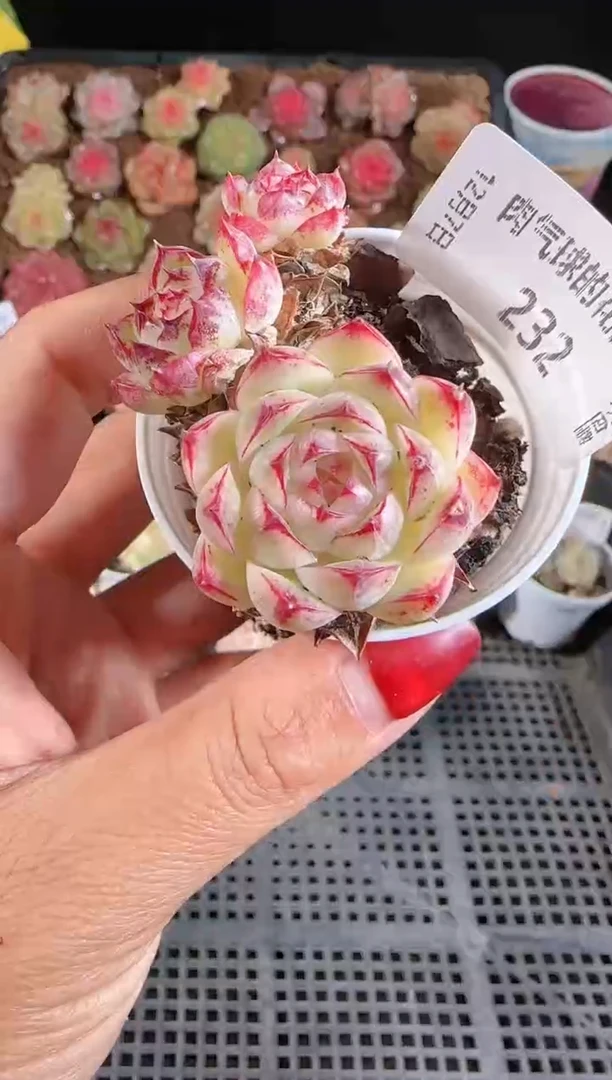 1207-232多肉群生不包整