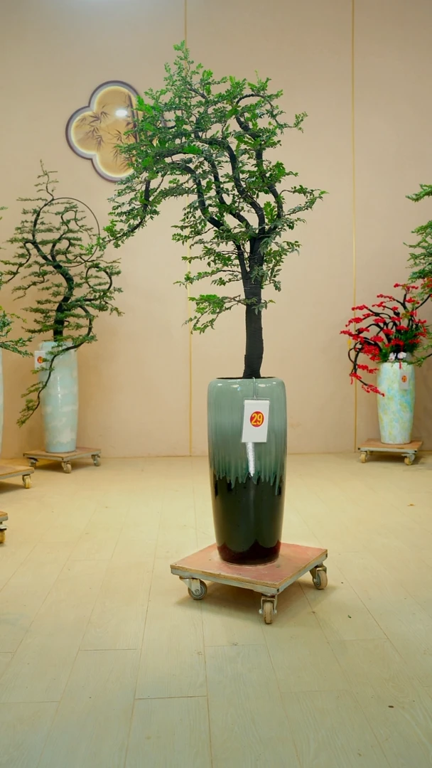 以实际为准L***生北美冬青老桩造型盆景客厅办公室绿植花卉盆栽