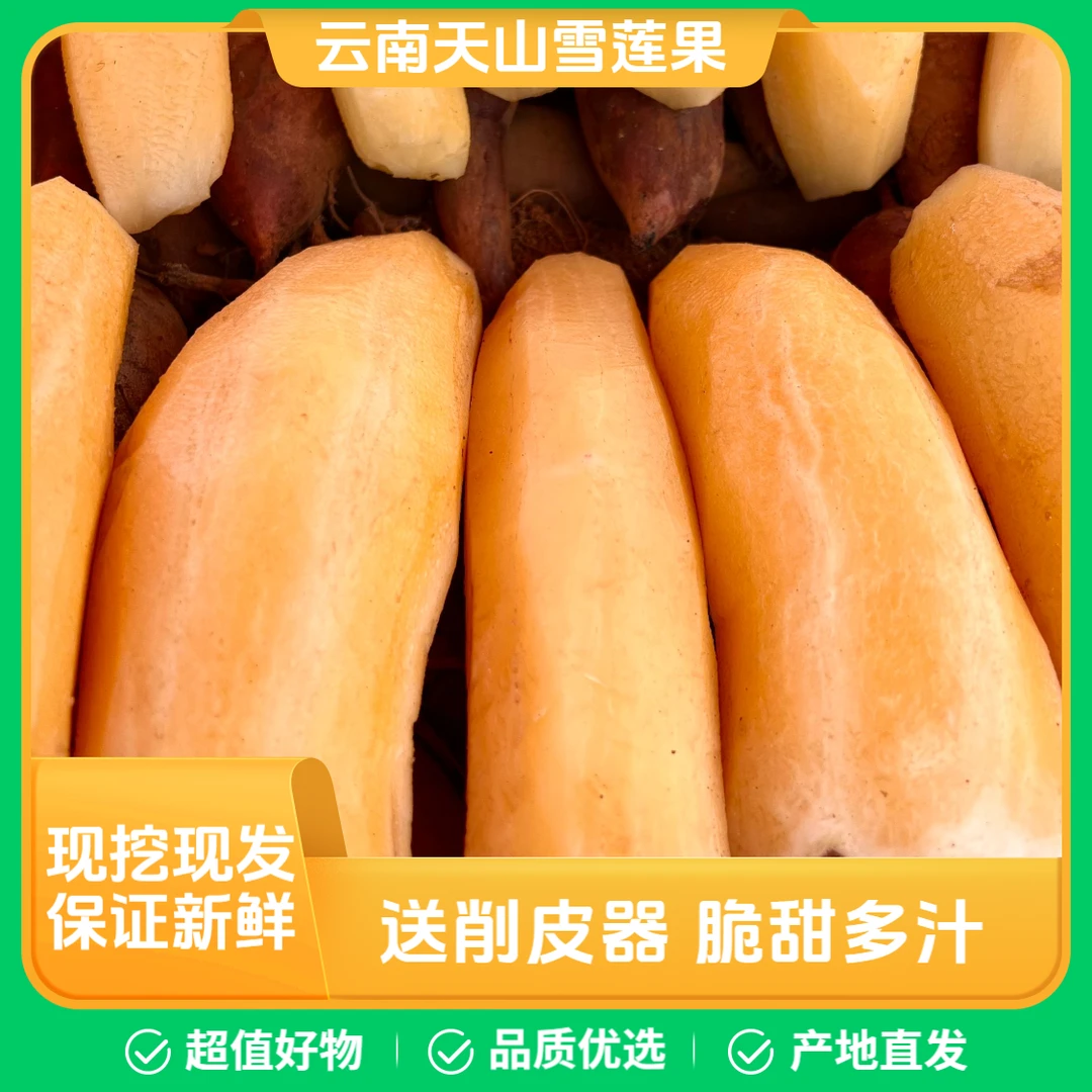 云南天山雪莲果现挖新鲜应季水果清甜脆爽多汁黄心