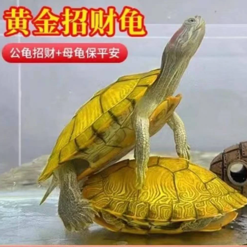 【黄金招财龟】一对小龟