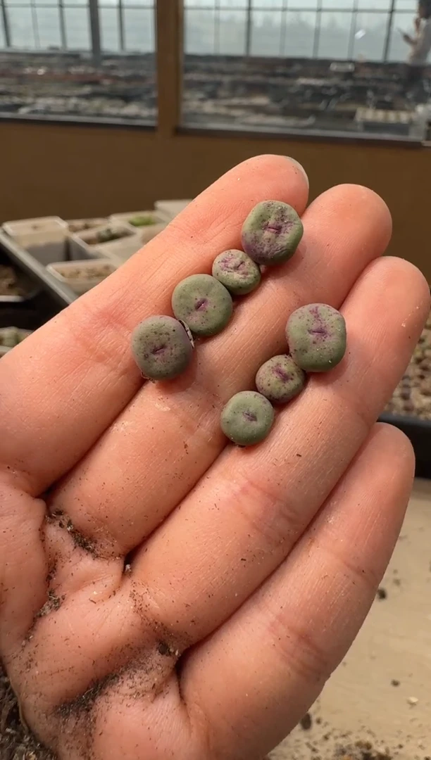 10-275多肉植物肉锥一颗