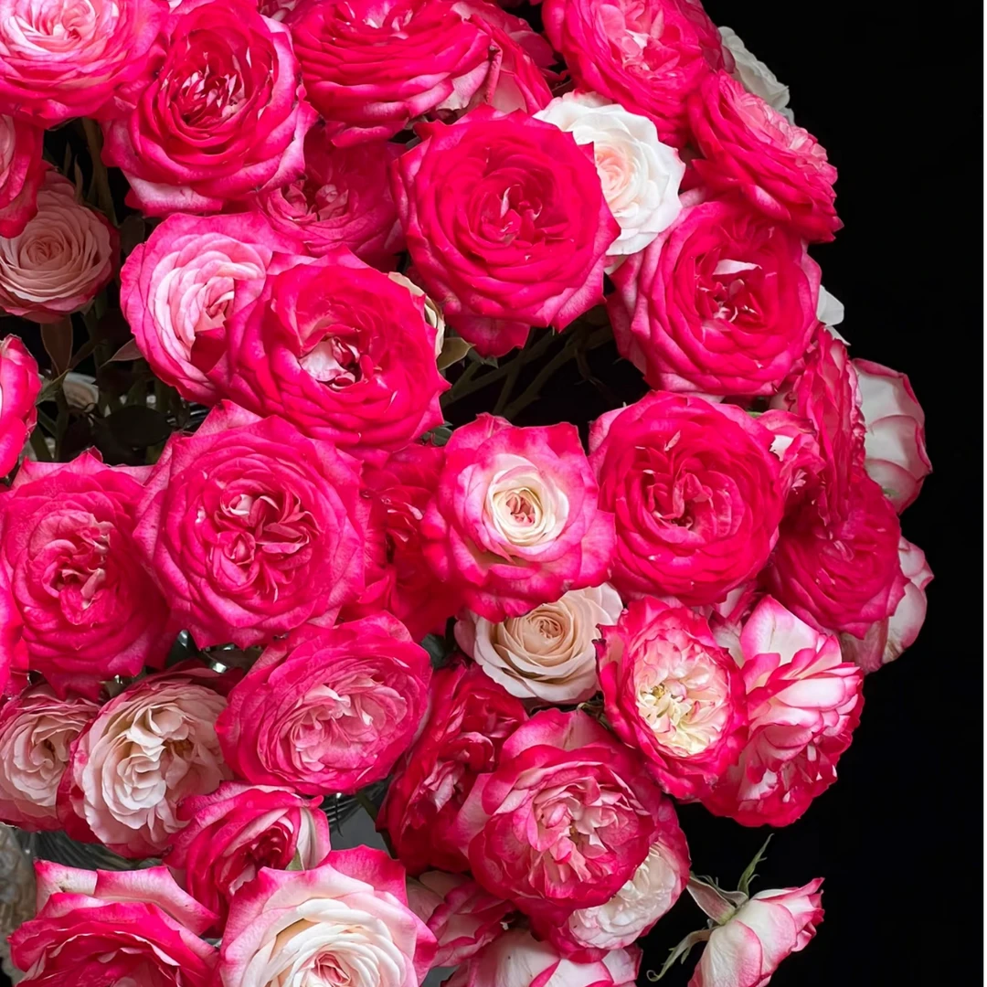 【大聪明卖花】狮子座多头玫瑰-任意2单鲜花包邮发货后不支持退款