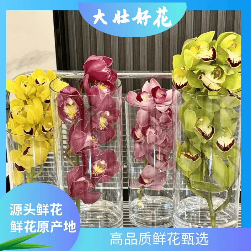 【大花蕙兰】大壮好花  云南鲜花基地直发