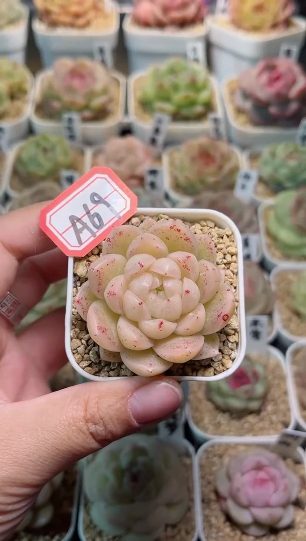 【闪购商品】一物一拍A69浮游