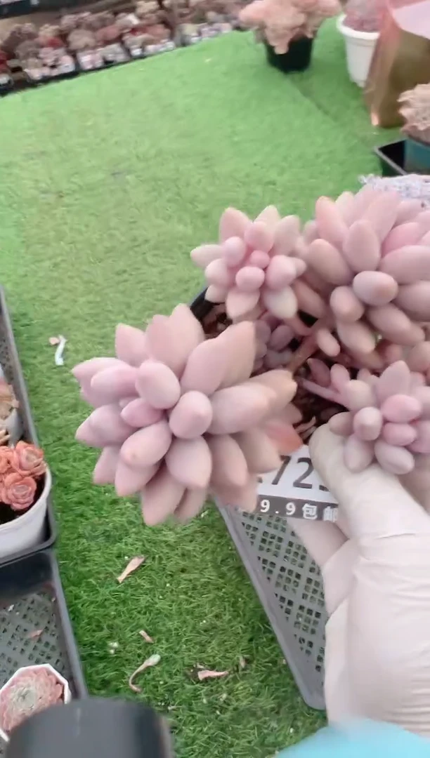 【闪购商品】信福多肉一物一拍