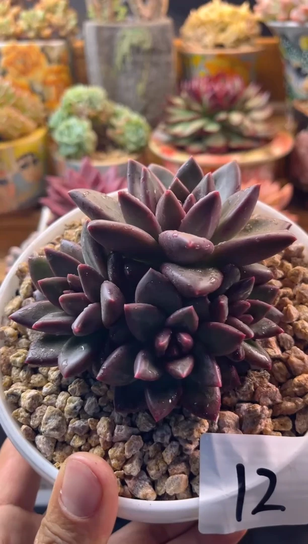 10.27-12迷雾泡泡1111111111111