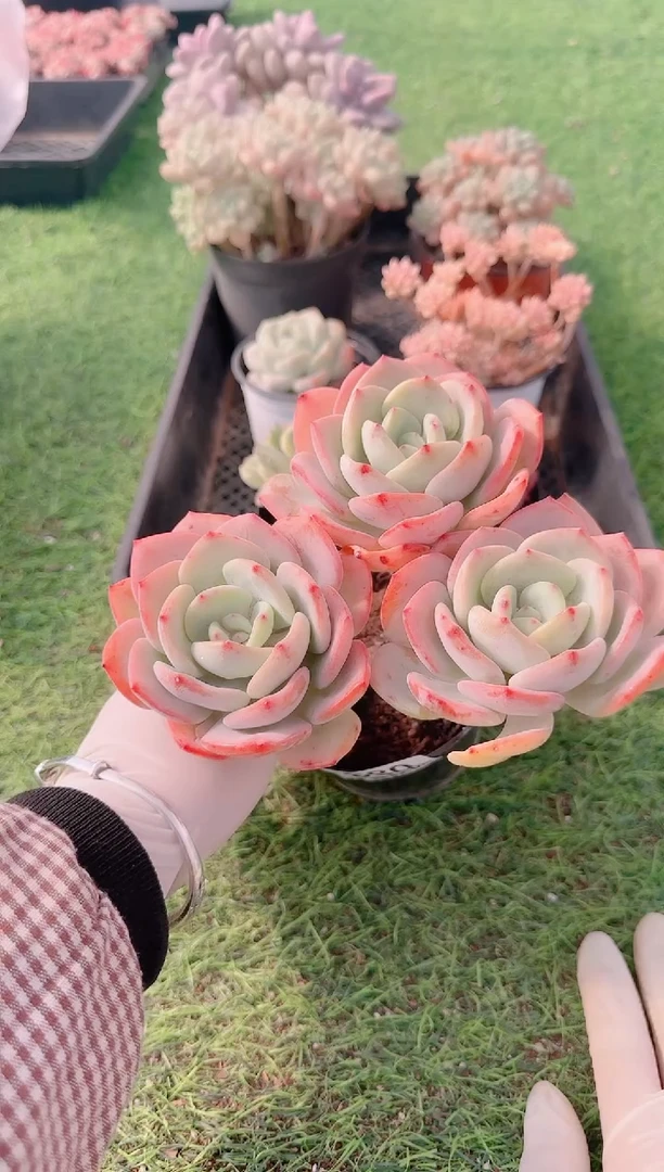 【闪购商品】梦会多肉一物一拍