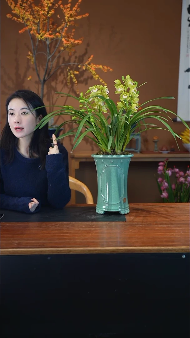 全部花朵小**.香兰盆景盆景盆景