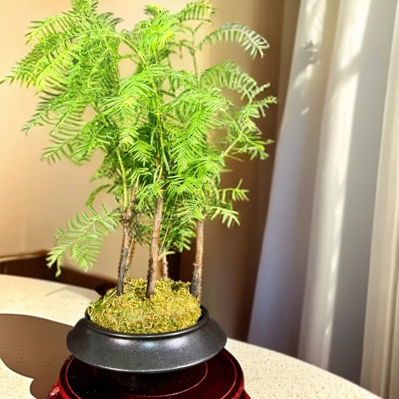 水培陶瓷蕨类专用水培花盆