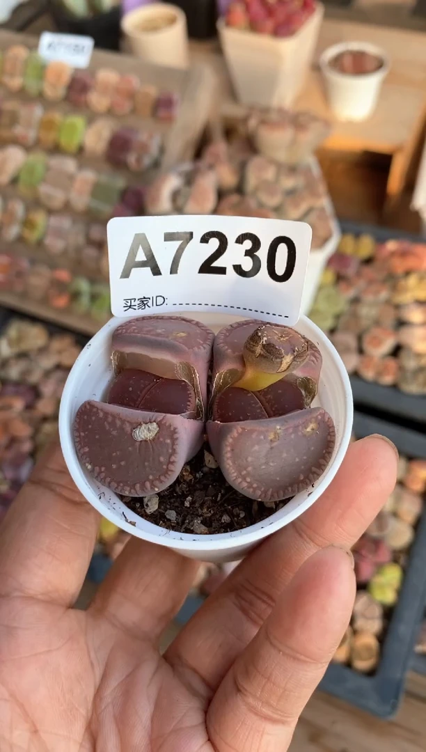 【闪购商品】7230直播间一物一拍