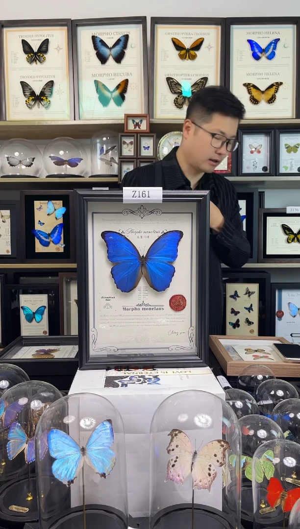 大蓝闪蝶-A4悬浮设计款Z161