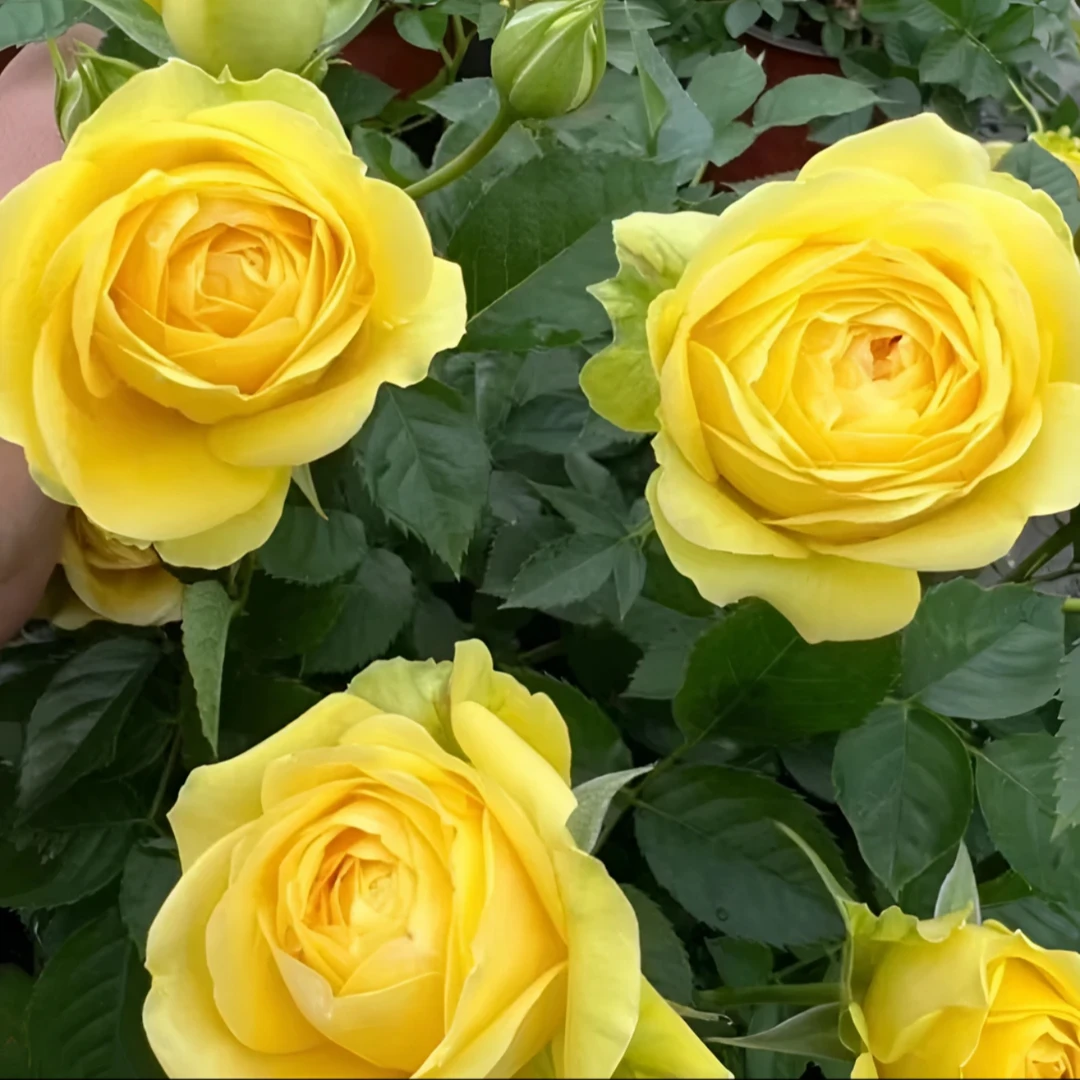 180盆【绿宝石】云南月季盆栽带花苞发货四季开花庭院阳台好养