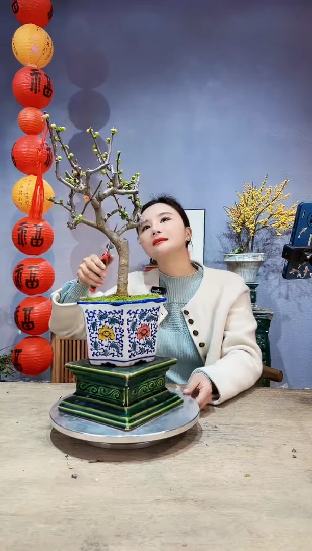 【闪购商品】盆景海棠 长寿冠