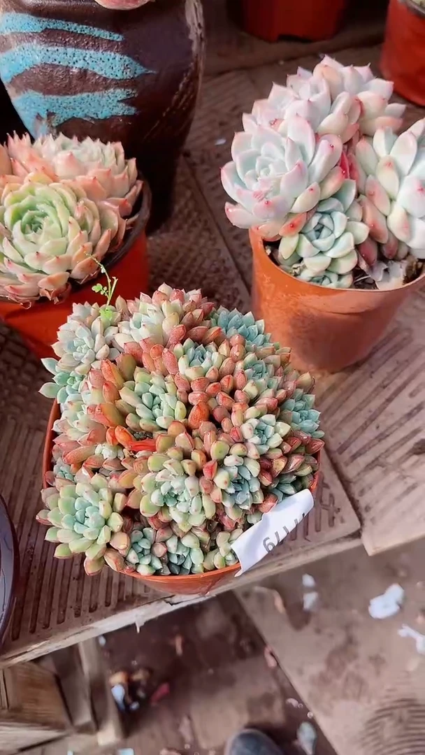 【闪购商品】17179