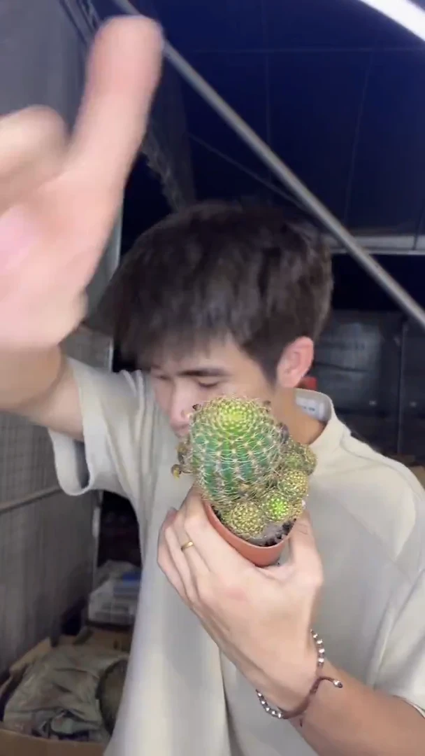 2颗 荷花丽花 品种不指定