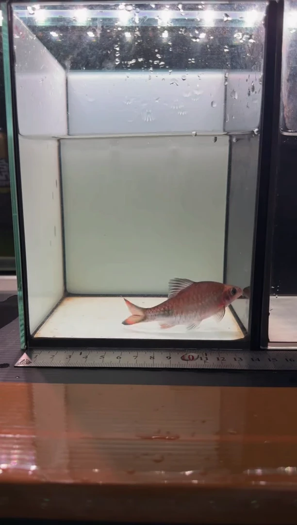 海水鱼梦幻黑影道人