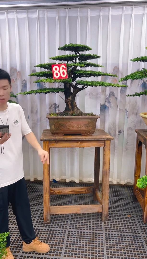 无花朵～**～精品盆景直播间一物一拍