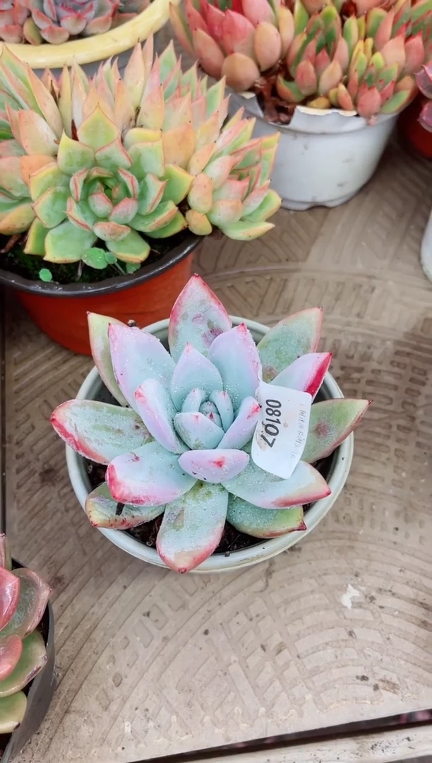 团*姐08107多肉植物一物一拍