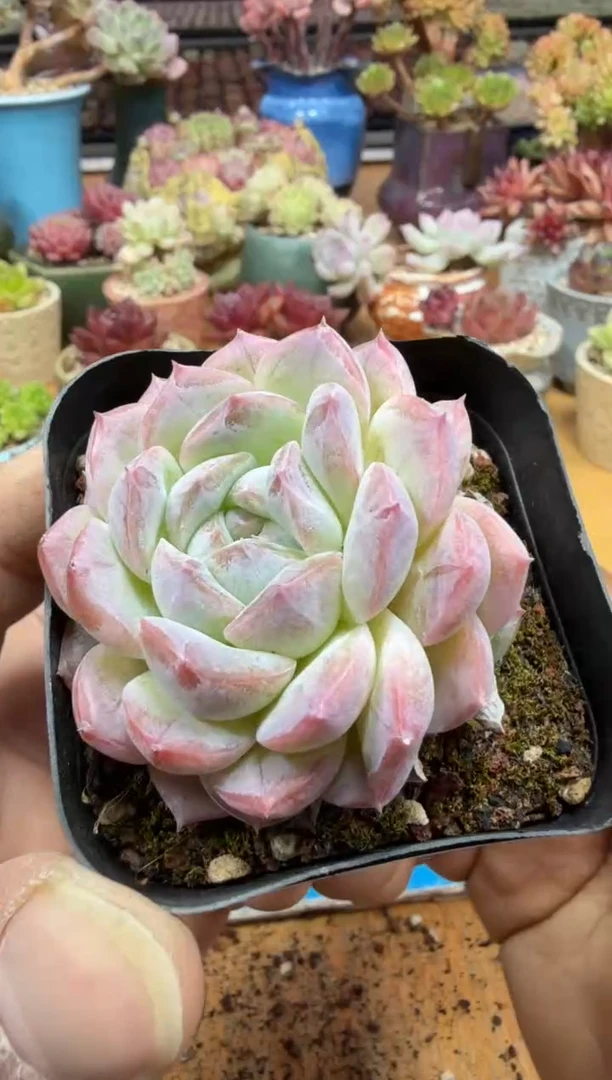 东云多肉园二店-175