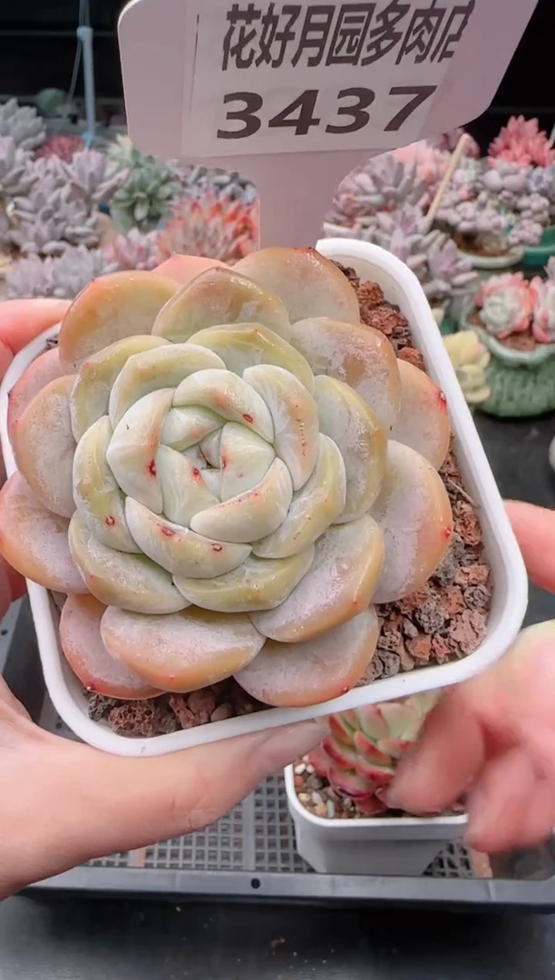 【闪购商品】3437.