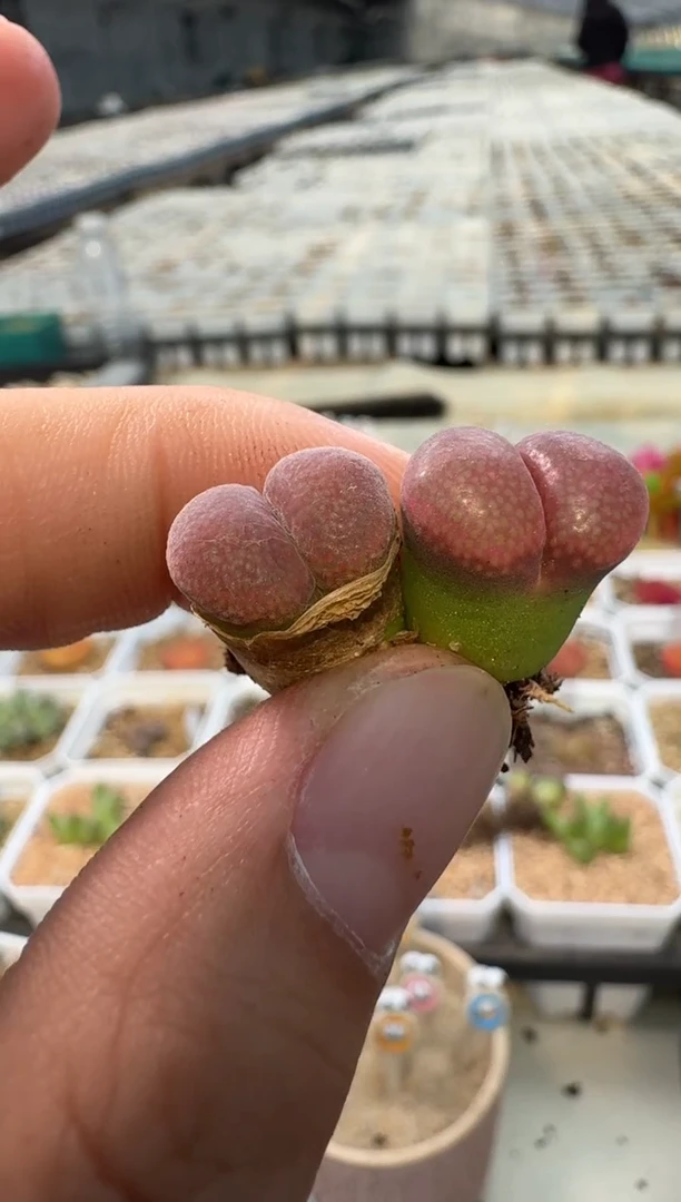 美丽的肉石头858