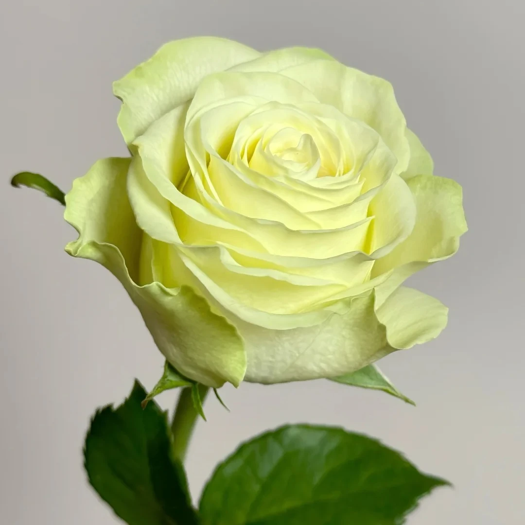 【小乔】云南斗南基地现采现发品质小乔单头玫瑰花