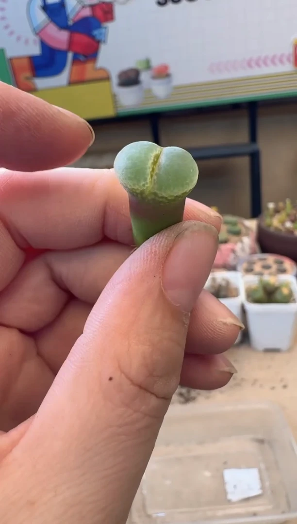 多肉植物肉锥脱土发12-521